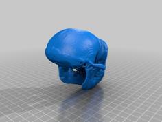 Macaque Monkey Skull 3D Printer Model