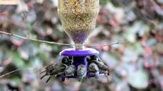 Bird Feeder PTE Soda Bottle 3D Printer Model