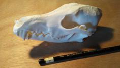 Coyote Skull With Detached Jaw 3D Printer Model