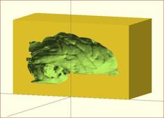 Primate Brain – MRI 3D Printer Model