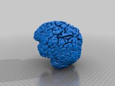 Human Brain 3D Printer Model