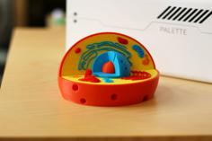 Multi-Color Cell Model 3D Printer Model