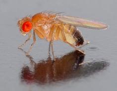 Fruit Fly Trap – Fruchtfliegenfalle 3D Printer Model