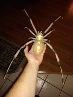 Brown Widow Spider 3D Printer Model