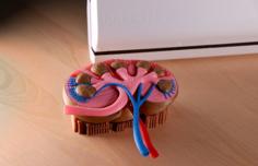 Multi-Color Kidney Model 3D Printer Model