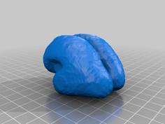 Gestational Developmental Brains- Human 23-37 Weeks 3D Printer Model