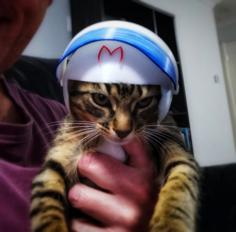 Speed Racer Cat Helmet – PUSS RACER!! 3D Printer Model